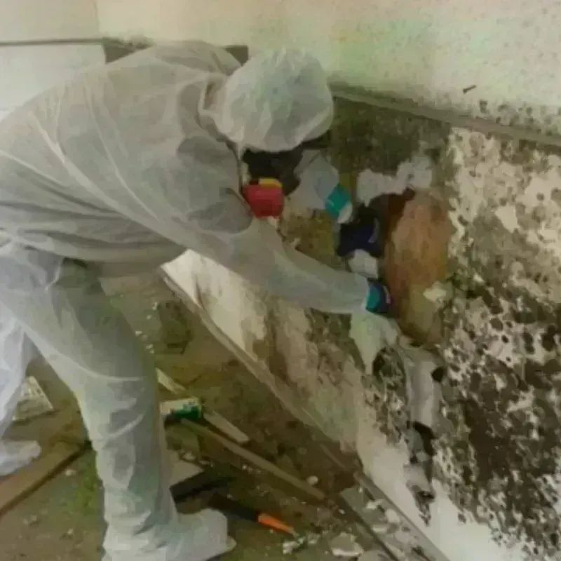 Mold Remediation and Removal in North Massapequa, NY